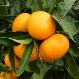Okitsu Mandalina Fidanı