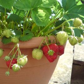 Yediveren Çilek Fidesi