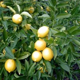 Yediveren Limon Fidanı