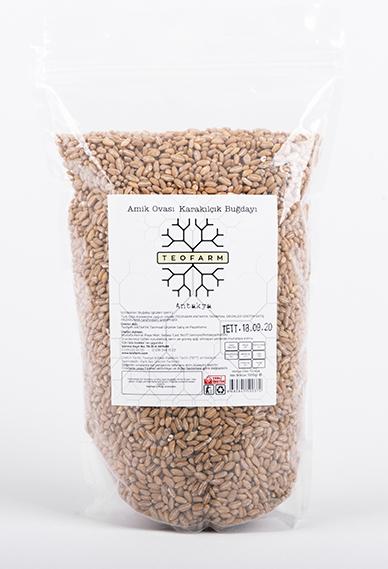 Karakılçık Buğdayı (Dövmelik)