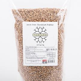 Karakılçık Buğdayı (Dövmelik)