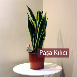Paşa Kılıcı Bitkisi (Snake Plant)