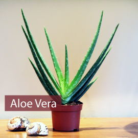 Aloe Vera Bitkisi