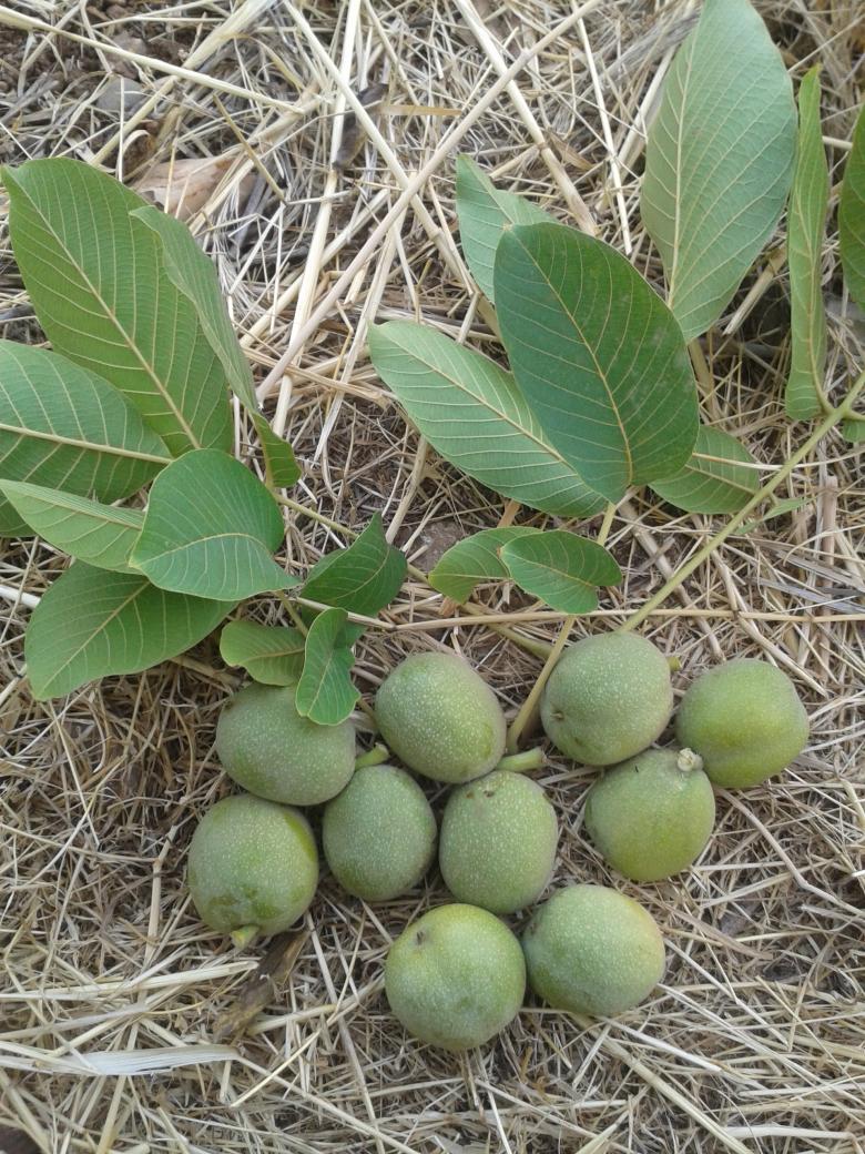 Taze Yeşil Kabuklu Ceviz (Yaş Ceviz)