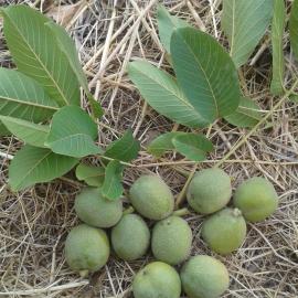 Taze Yeşil Kabuklu Ceviz (Yaş Ceviz)