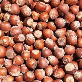 Kabuklu Meşhur Ordu Fındığı