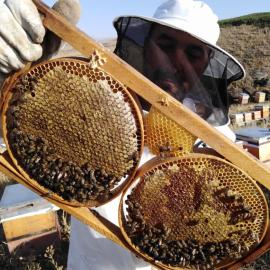 Urartu Yüksek Yayla  Balı 