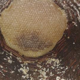 Bitlis Karakovan Balı (Doğal)