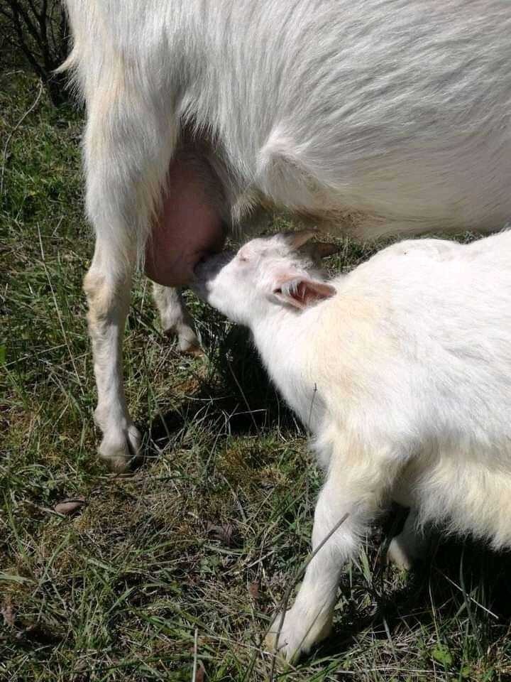Doğal Keçi Sütü (Dondurulmuş)