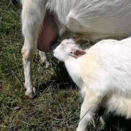 Doğal Keçi Sütü (Dondurulmuş)