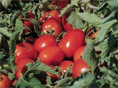 Salçalık Domates Fidesi (10 Adet)