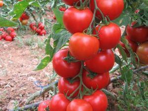 SC 2121 Domates Fidesi (10 Adet)