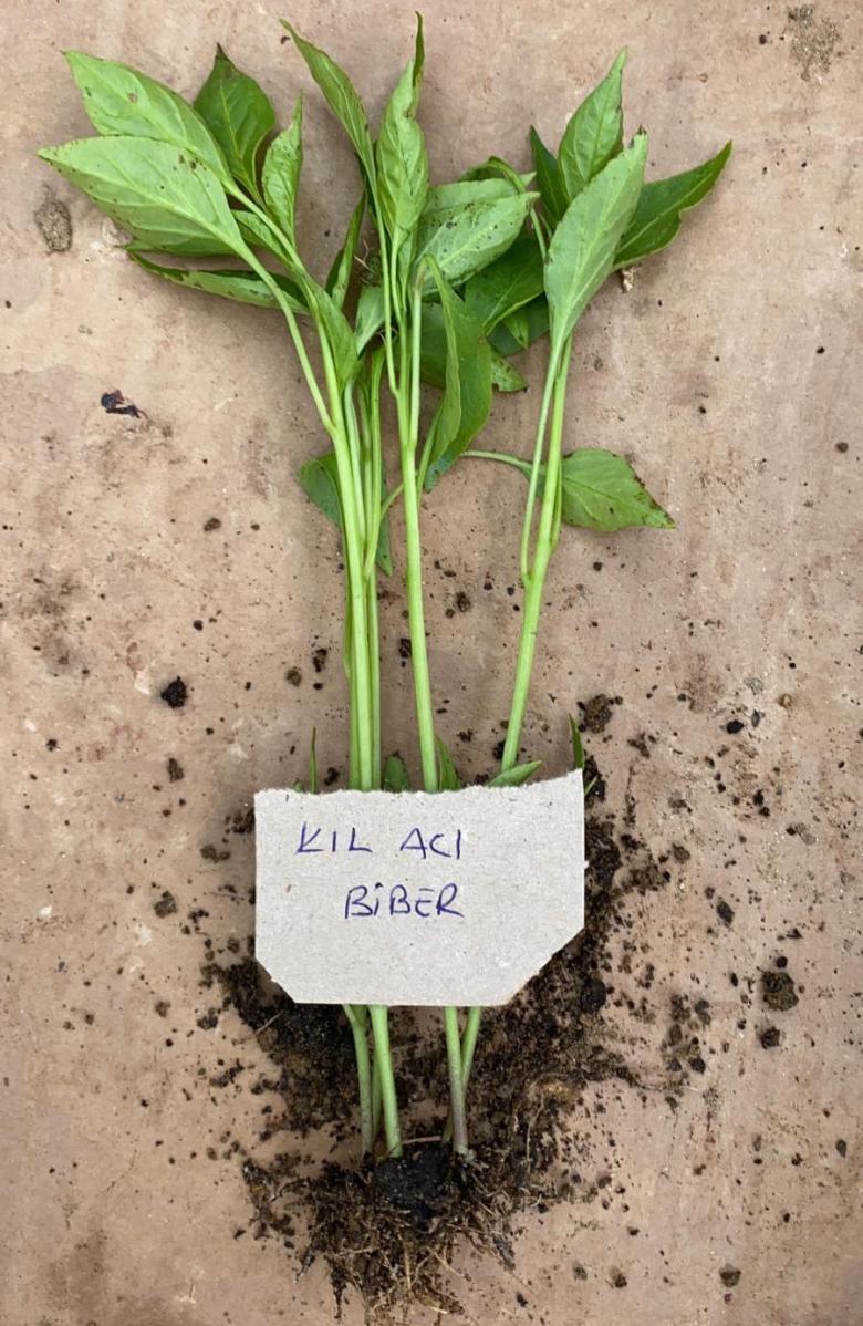 Kıl Acı Biber Fidesi (10 Adet)