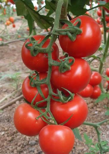 Salkım Domates Fidesi (10 Adet)