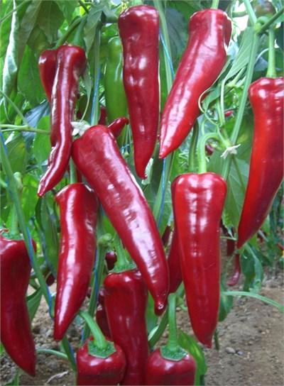 Salçalık Kapya Biber Fidesi (10 Adet)
