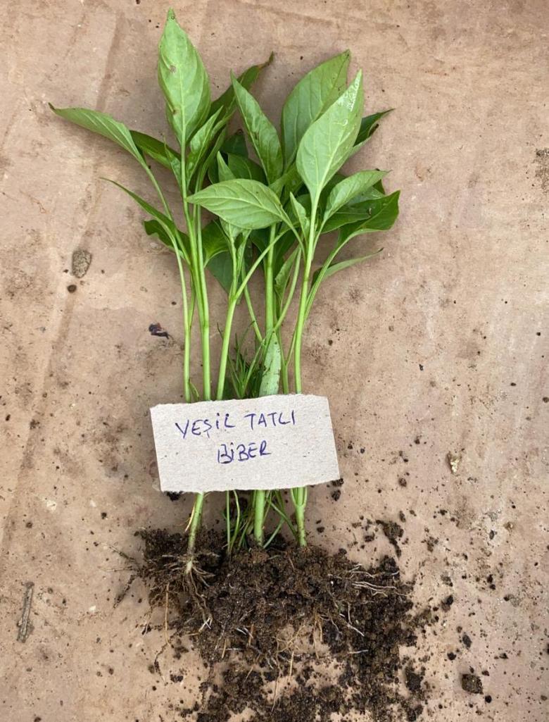 Yeşil Tatlı Biber Fidesi (10 Adet)