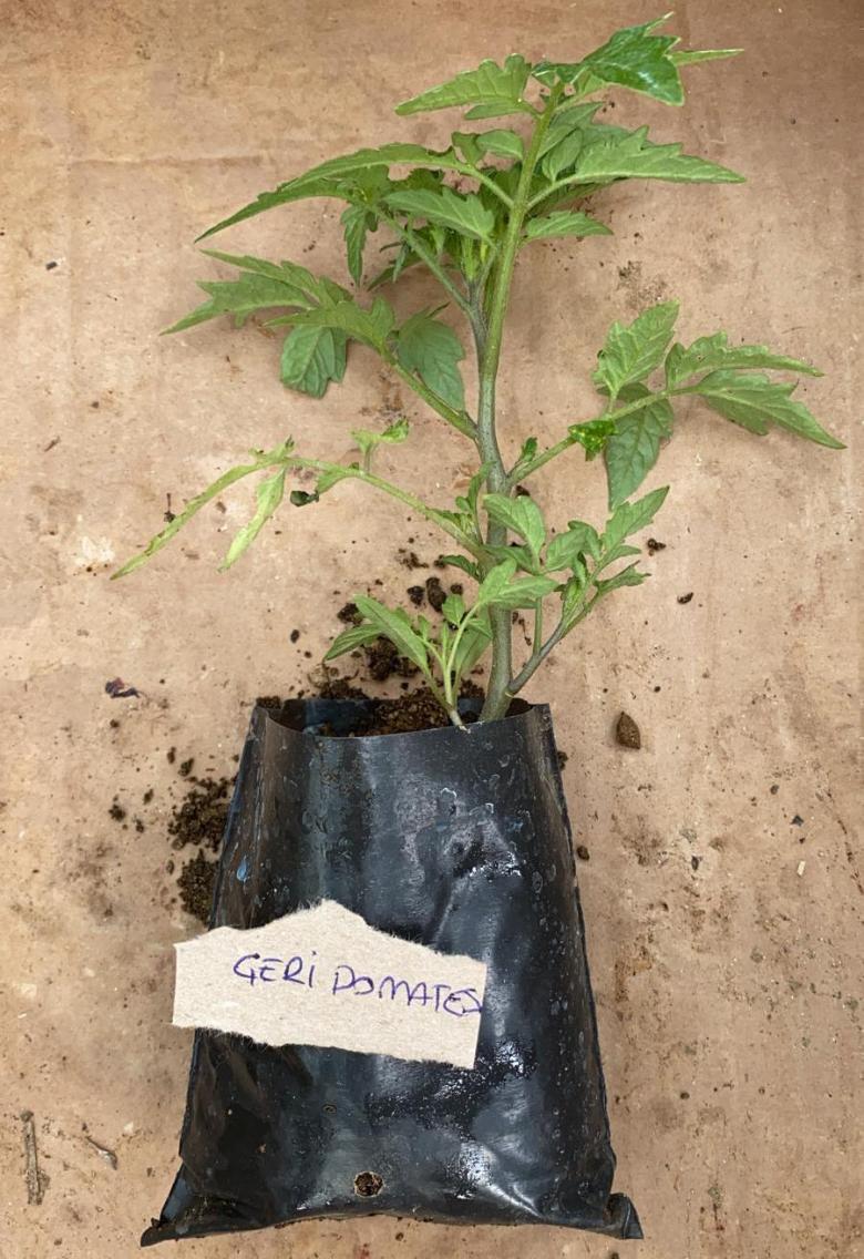 Kiraz (Cherry) Domates Fidesi (10 Adet)