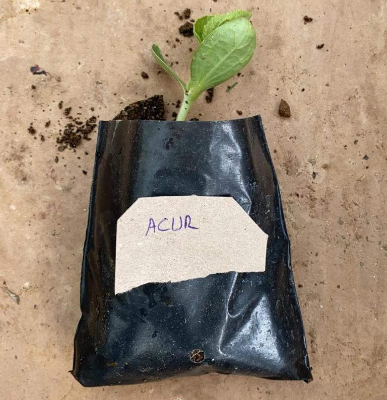 Acur Fidesi (10 Adet)