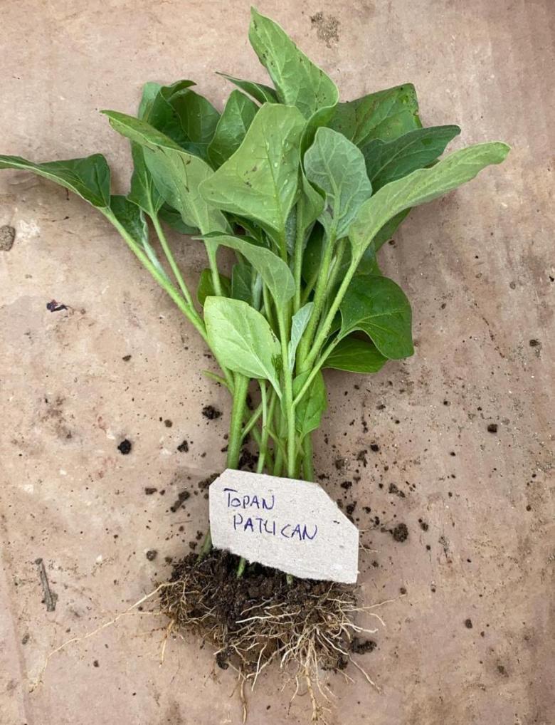 Topan Patlıcan Fidesi (10 Adet)