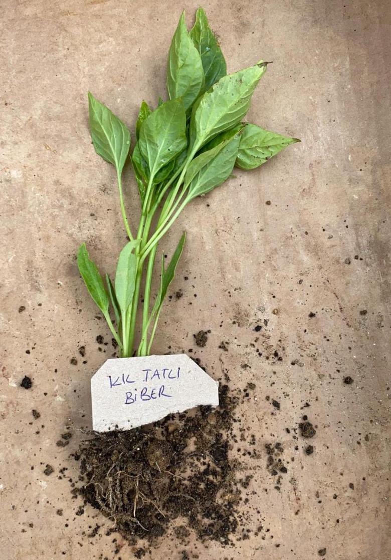 Kıl Tatlı Biber Fidesi (10 Adet)