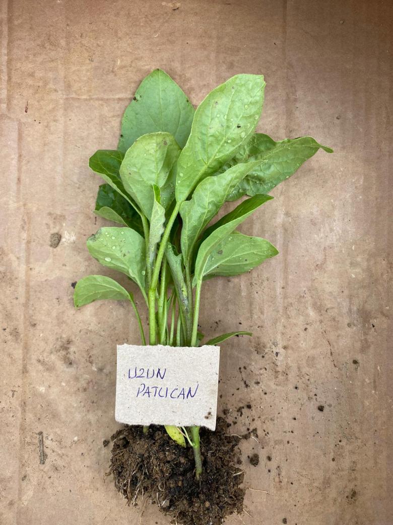 Uzun Patlıcan Fidesi (10 Adet)