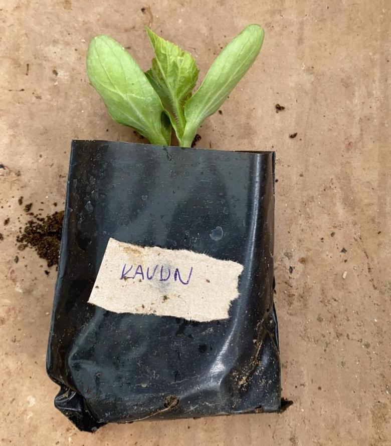 Kavun Fidesi (10 Adet)