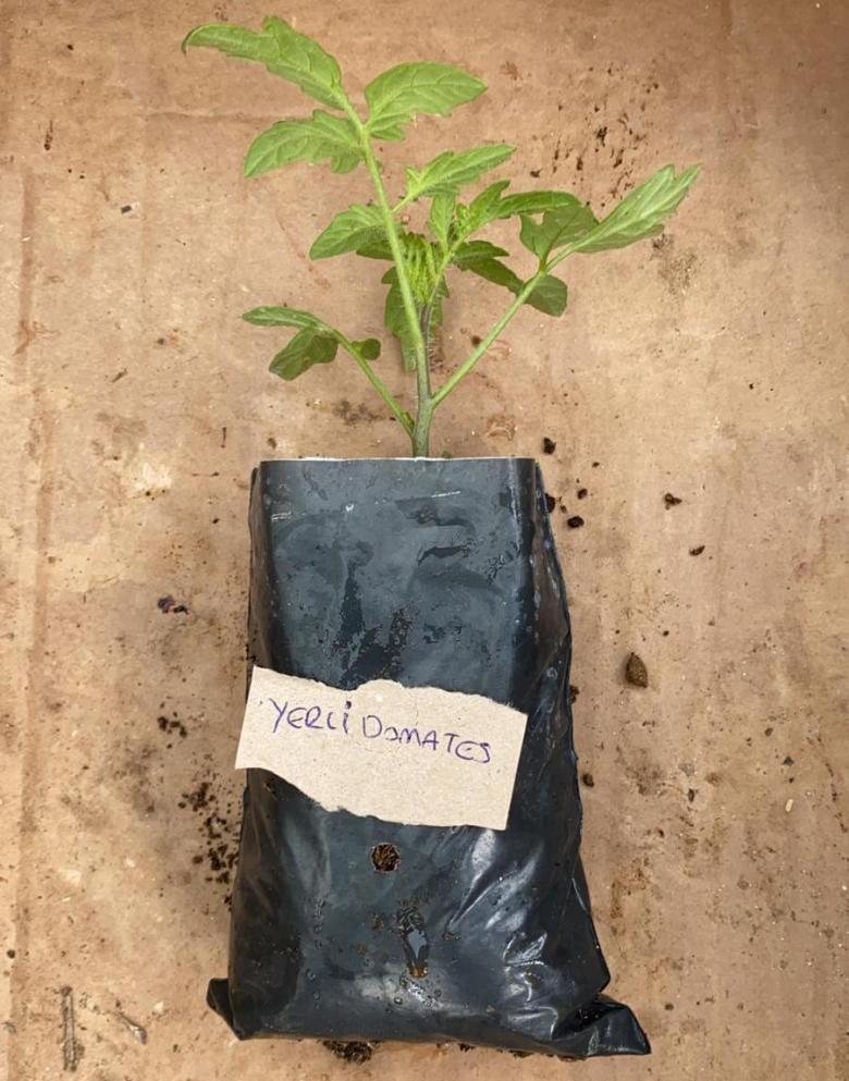 Yerli Domates Fidesi (10 Adet)