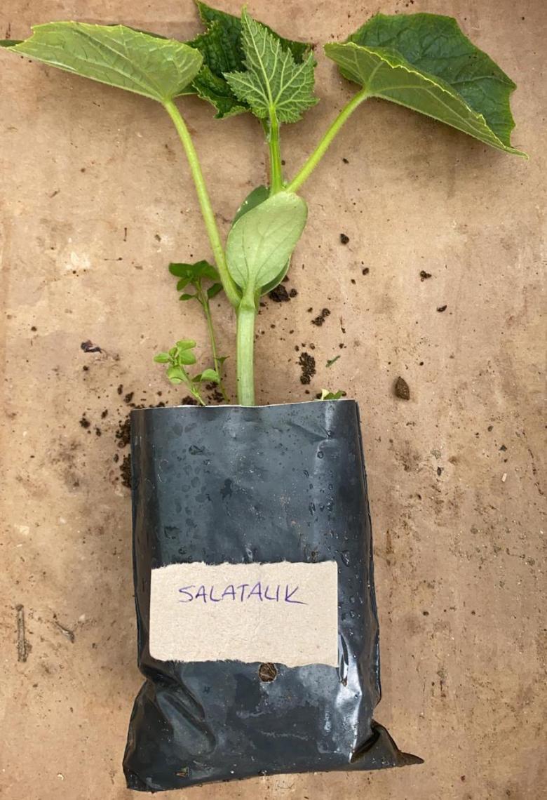 Salatalık Fidesi (10 Adet)