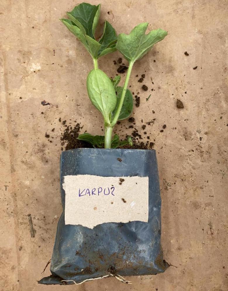 Karpuz Fidesi (10 Adet)