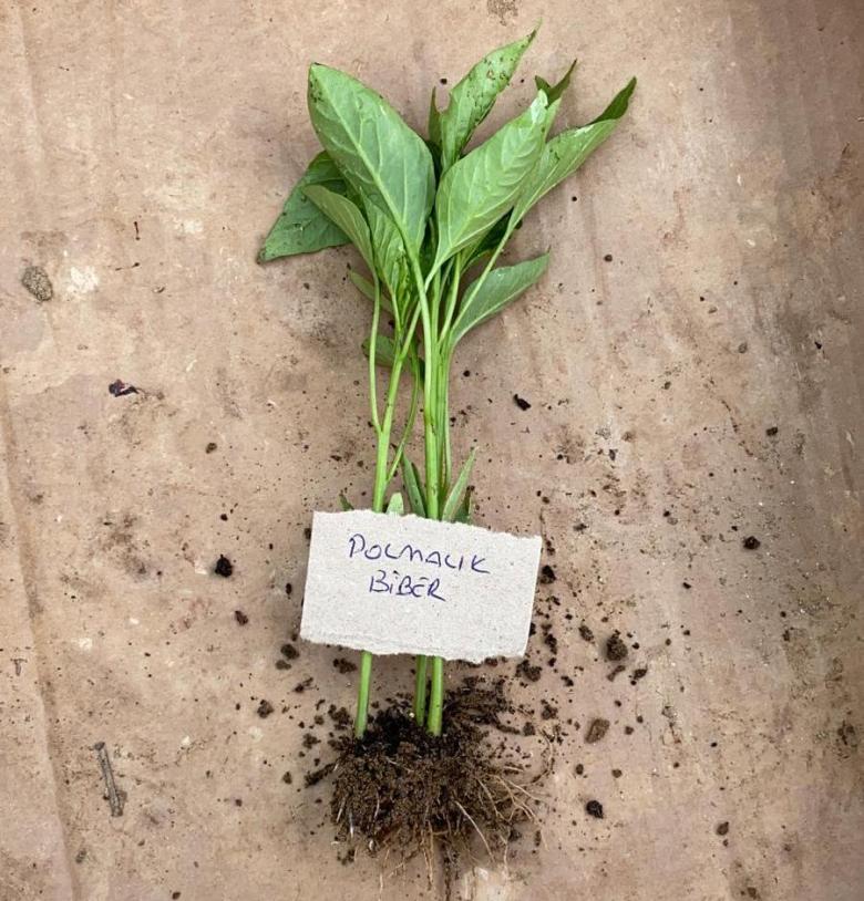 Dolmalık Biber Fidesi (10 Adet)