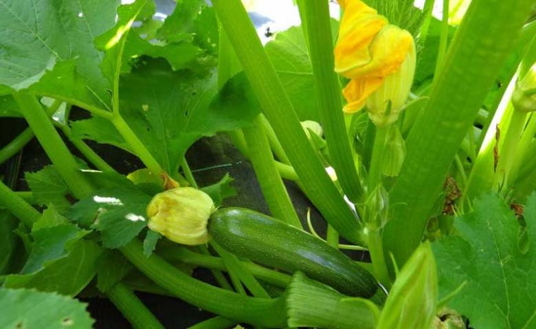 Yeşil Kabak Fidesi (10 Adet)