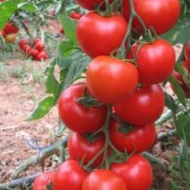 SC 2121 Domates Fidesi (10 Adet)