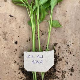 Kıl Acı Biber Fidesi (10 Adet)