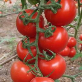 Salkım Domates Fidesi (10 Adet)