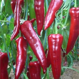 Salçalık Kapya Biber Fidesi (10 Adet)