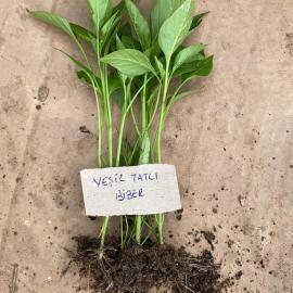 Yeşil Tatlı Biber Fidesi (10 Adet)