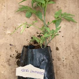 Kiraz (Cherry) Domates Fidesi (10 Adet)