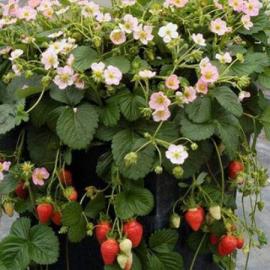 Çilek Fidesi (10 Adet)