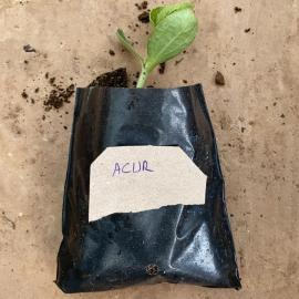 Acur Fidesi (10 Adet)