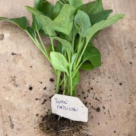 Topan Patlıcan Fidesi (10 Adet)