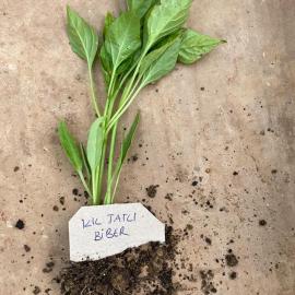 Kıl Tatlı Biber Fidesi (10 Adet)