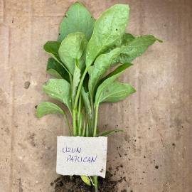 Uzun Patlıcan Fidesi (10 Adet)