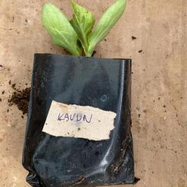 Kavun Fidesi (10 Adet)