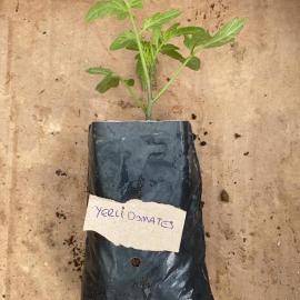 Yerli Domates Fidesi (10 Adet)