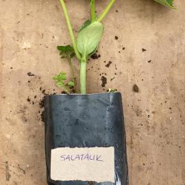 Salatalık Fidesi (10 Adet)