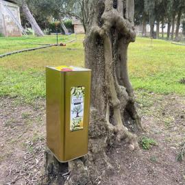 Zeytin Ağacı Bıçak