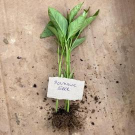 Dolmalık Biber Fidesi (10 Adet)