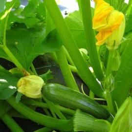 Yeşil Kabak Fidesi (10 Adet)