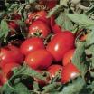 Salçalık Domates Fidesi (10 Adet)