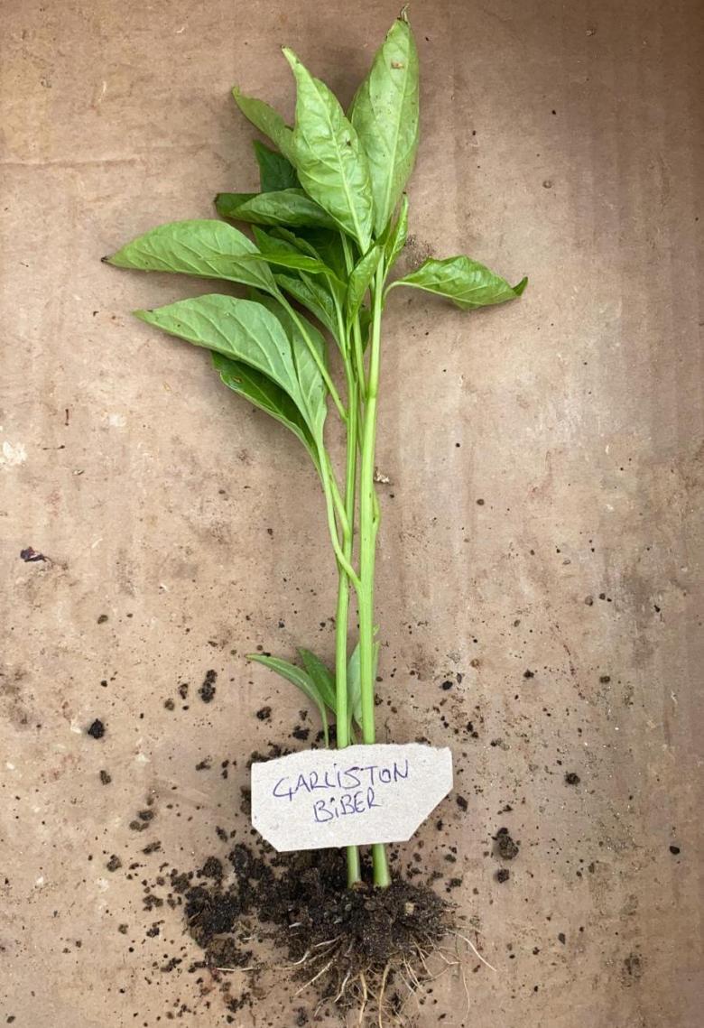 Sarı Çarliston Biber Fidesi (10 Adet)